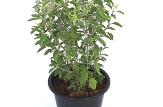 Organic Tulsi Live Plant in Black Plastic Pot Holy Basil Ayurvedic Medicinal Herb Sacred Home Garden Air Purifying Religious Plant